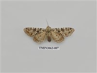 藏品(夜蛾811)的圖片